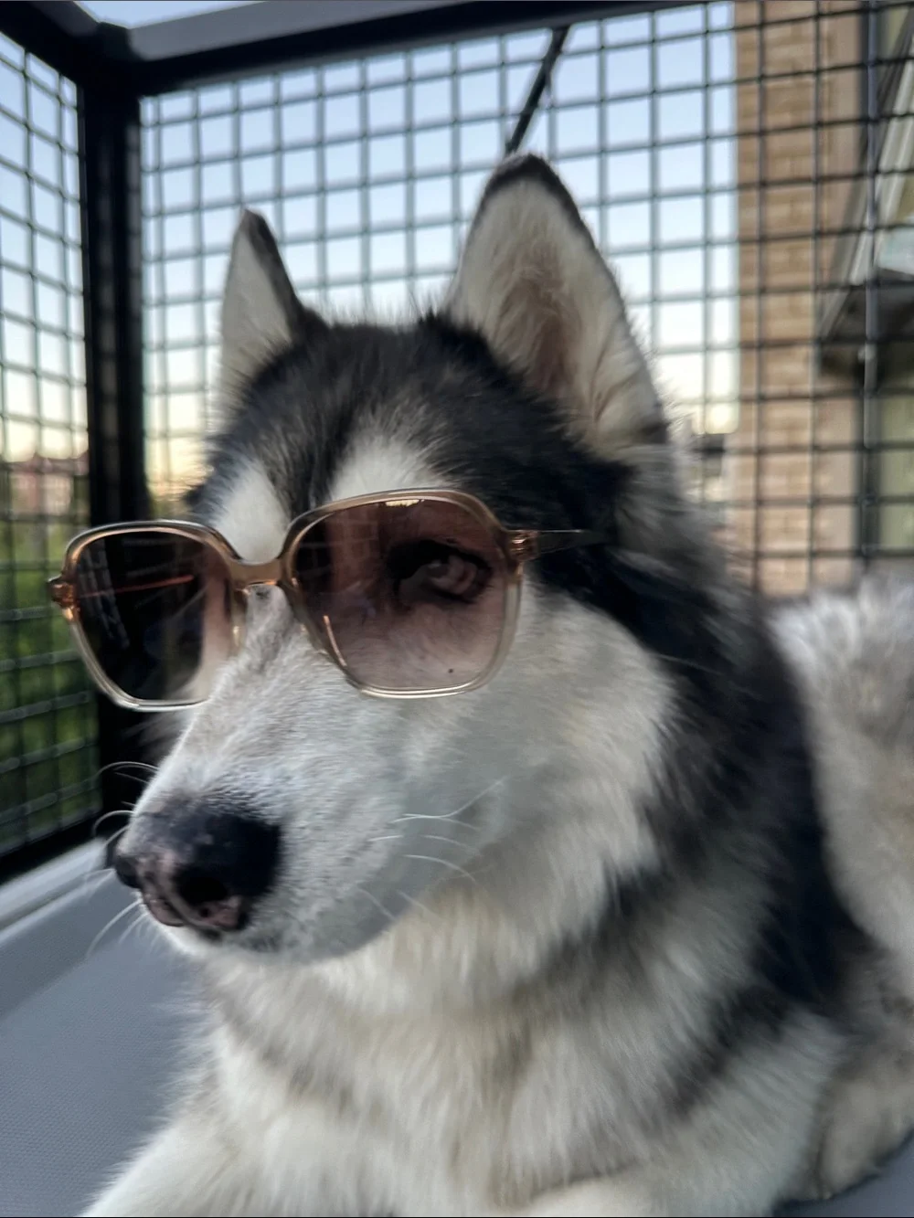 Oversized Sunglasses — Brown Gradient